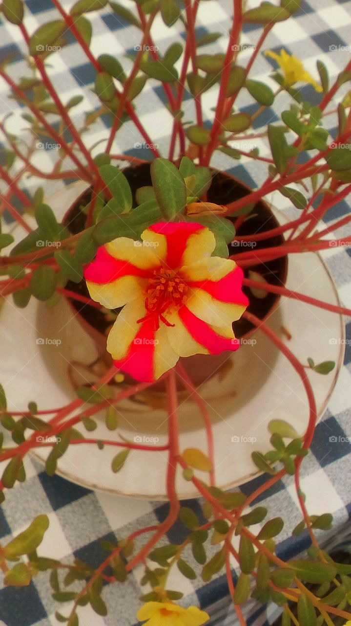 Small ornament yellow flower with red 
lines on petals outdoors on table