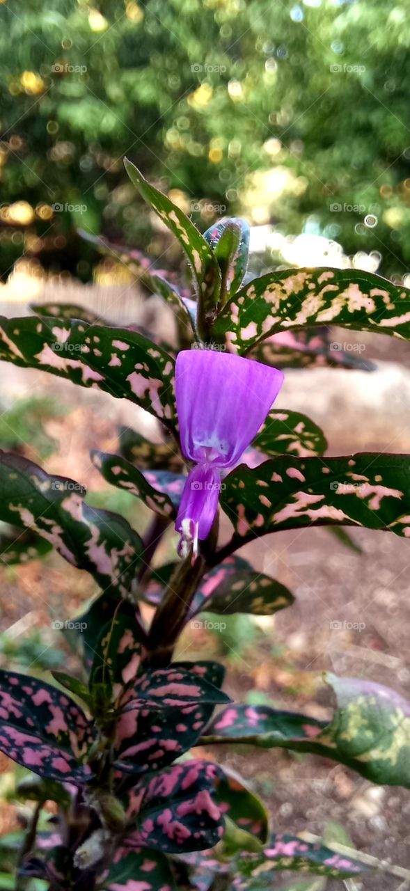 Hypoestes phyllostachya Baker