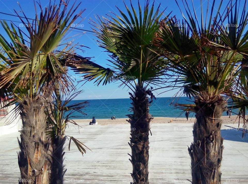 beach palms пляж пальмы