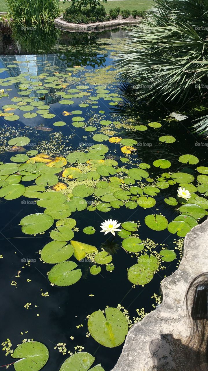 Lotus flower. A lotus flower surrounded by lily pads.