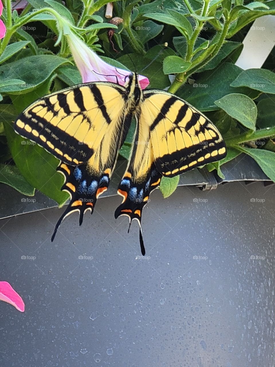 yellow swallowtail butterfly