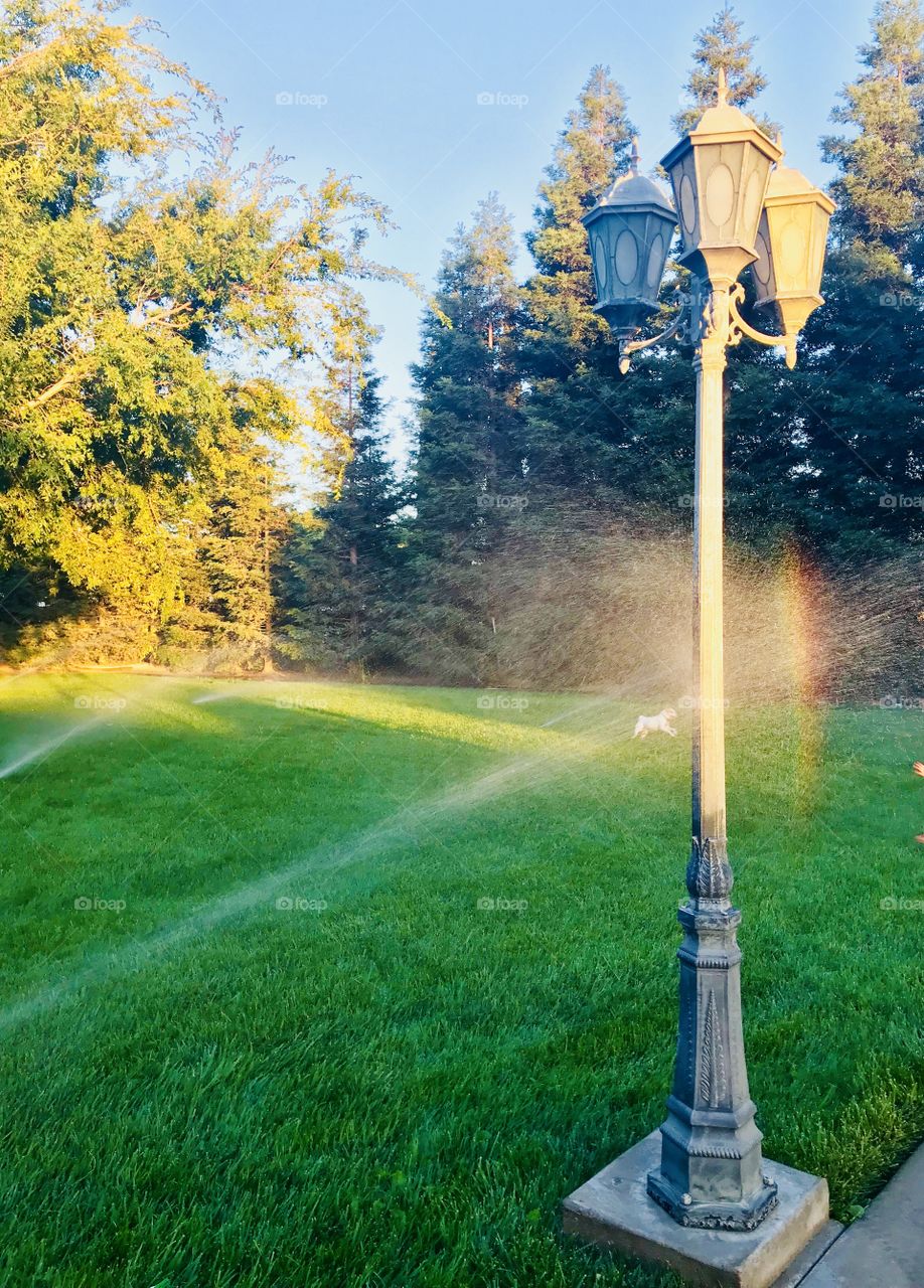 Lamp post with the green grass 