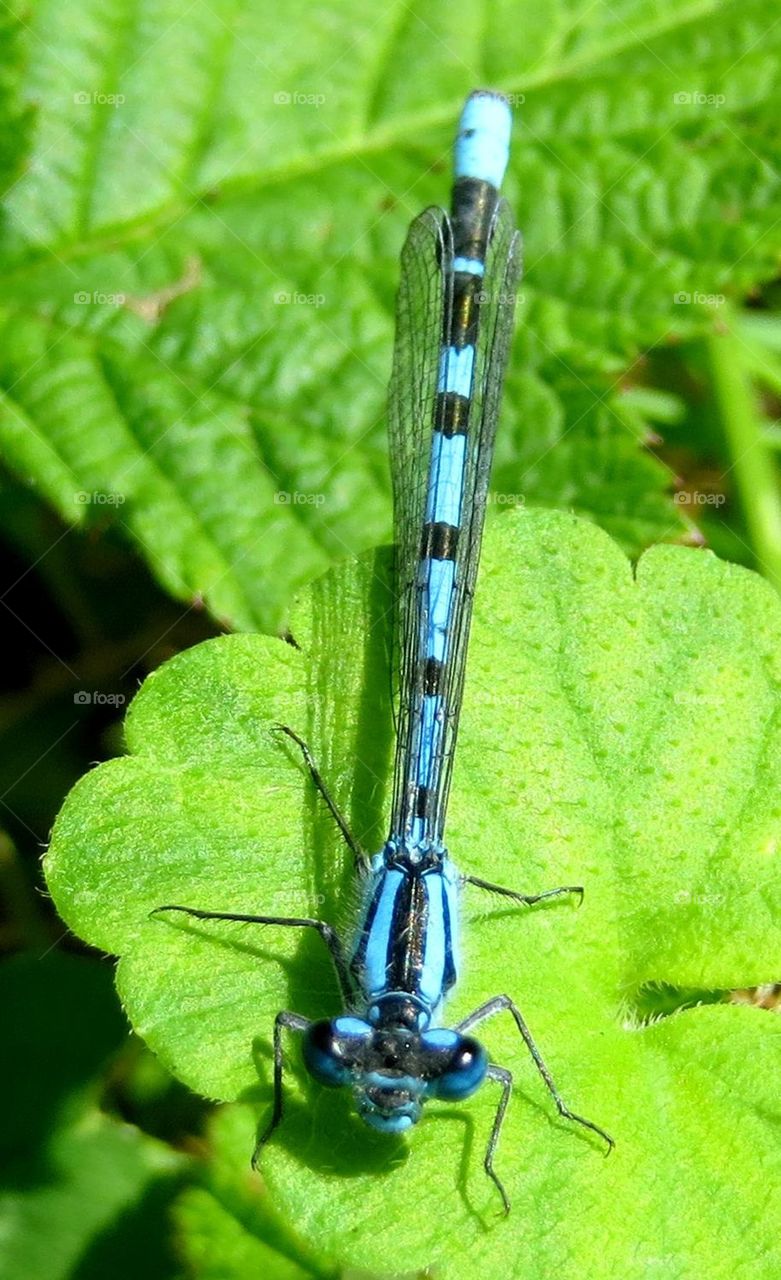 dragonfly