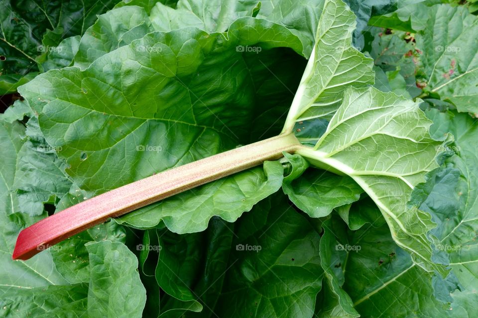 High angle view of rhubarb harvest