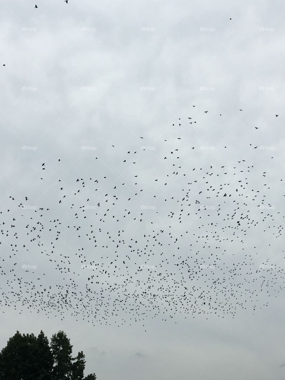 Flocking birds 