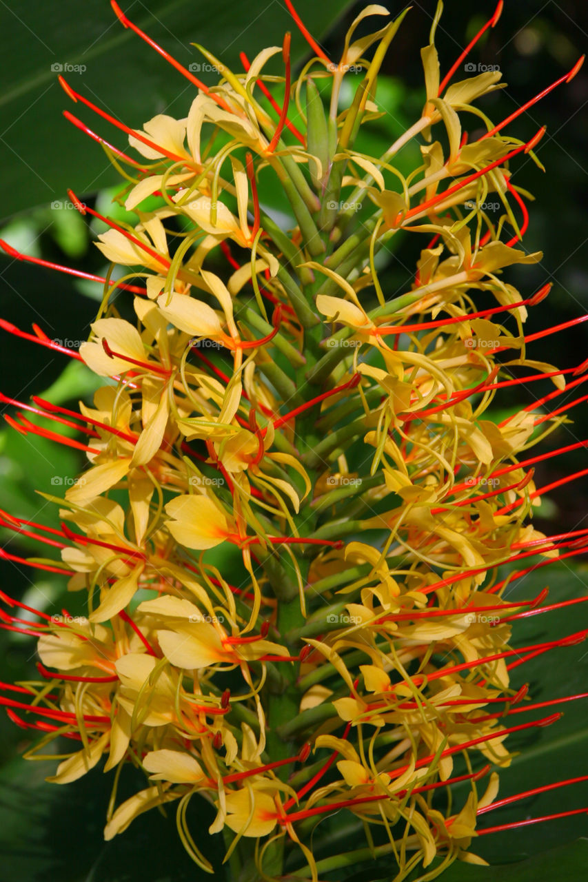 flowers stigma nature wild by kshapley