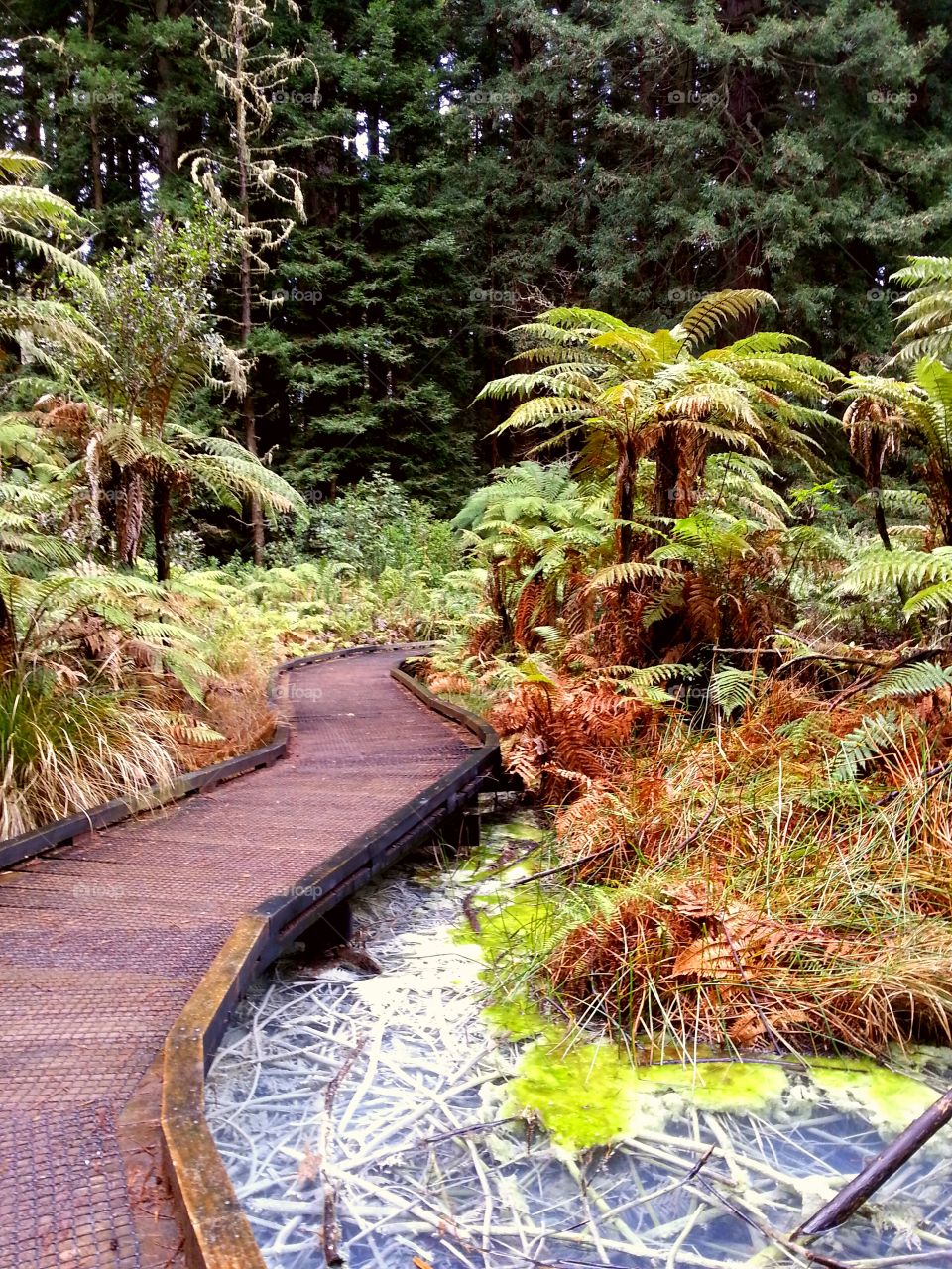 Wood boardwalk through native New Zealand bush forest. *edited version