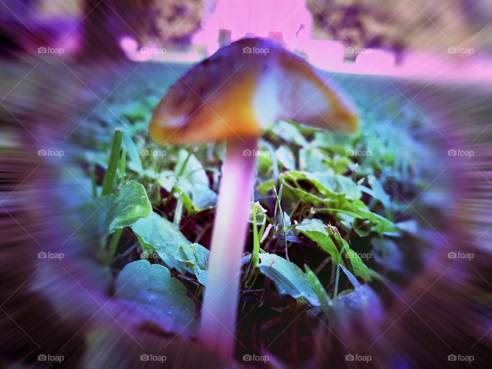 Yard mushroom 