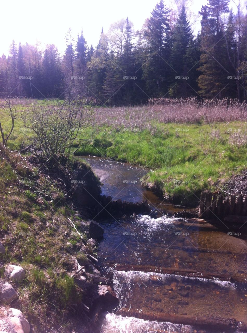 Forêt plus ruisseau 