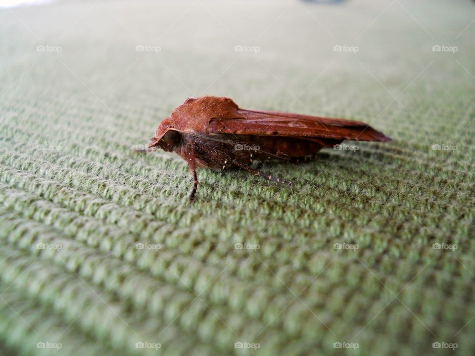 This is a bug on a table.
I hope you like it :D
