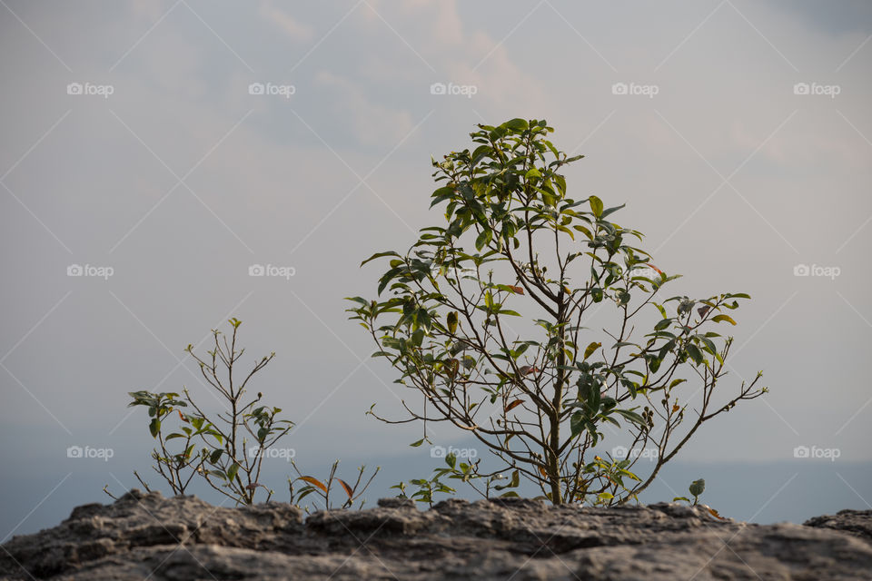 Tree at the cliff