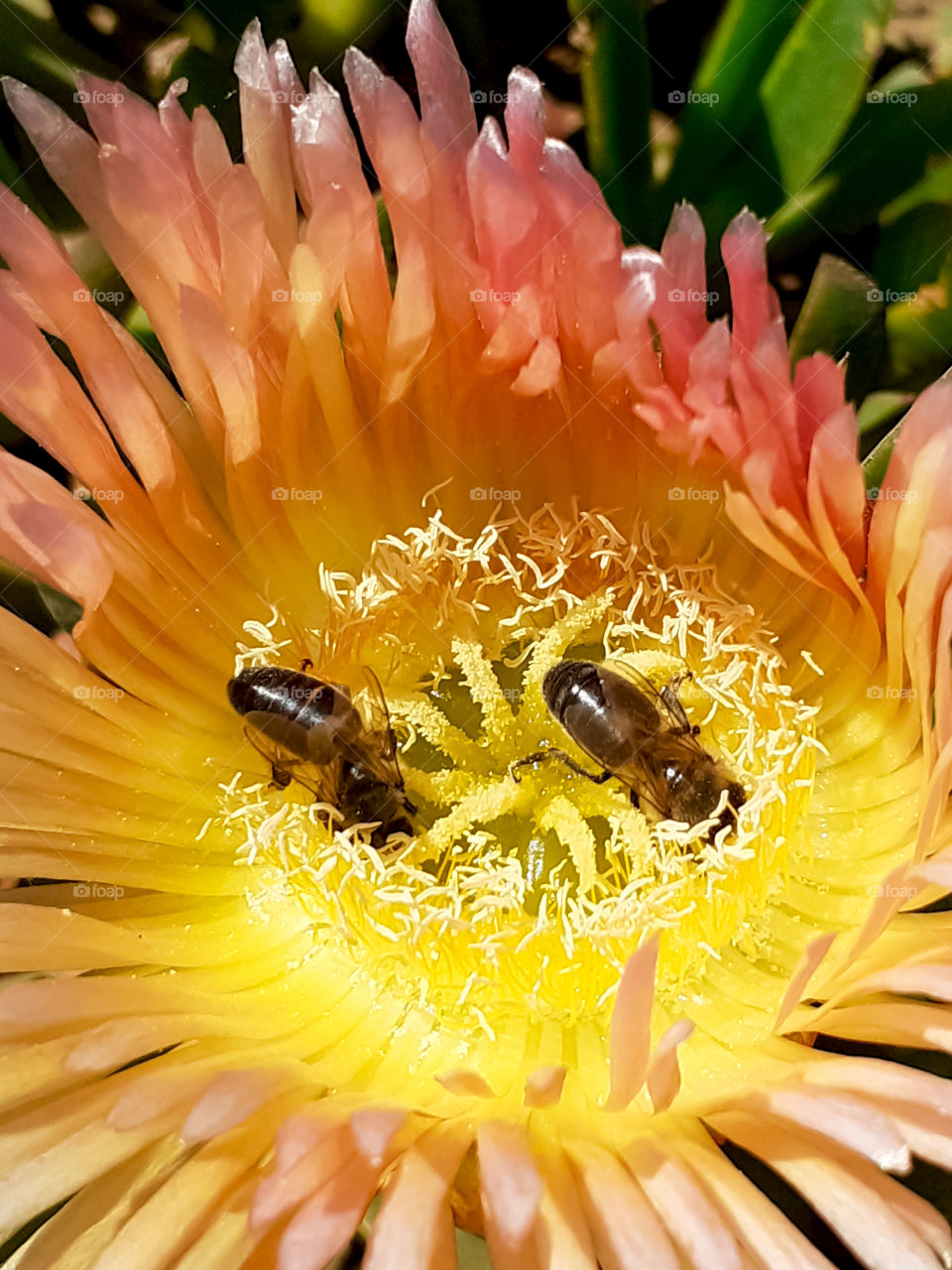 two bees working inside a sea fig flower
