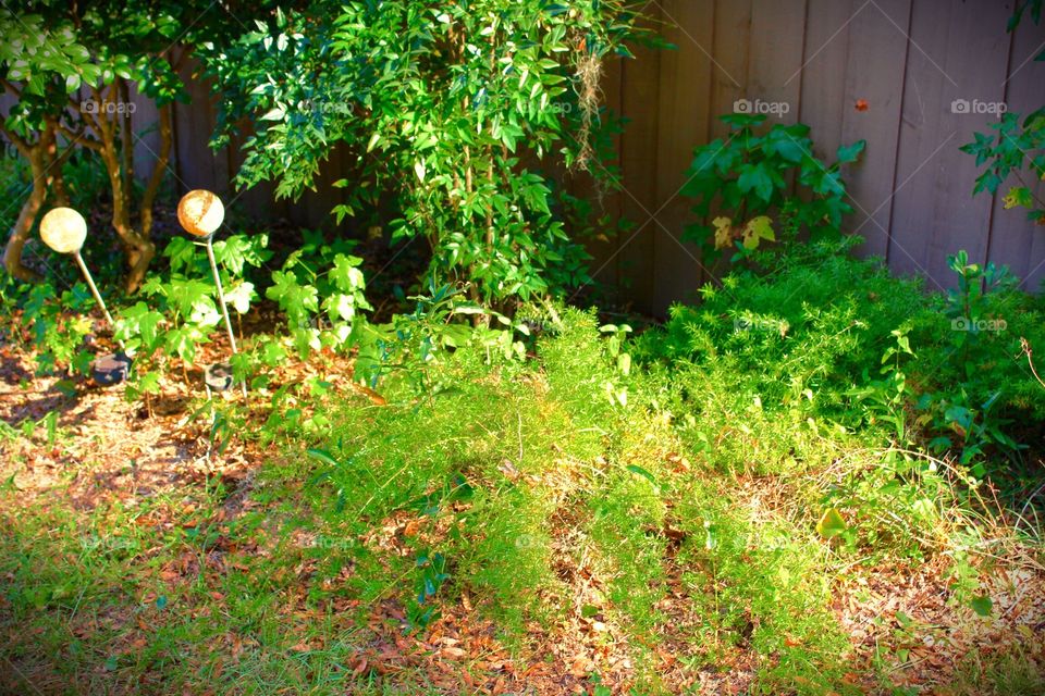 Overgrown garden in the suburbs 