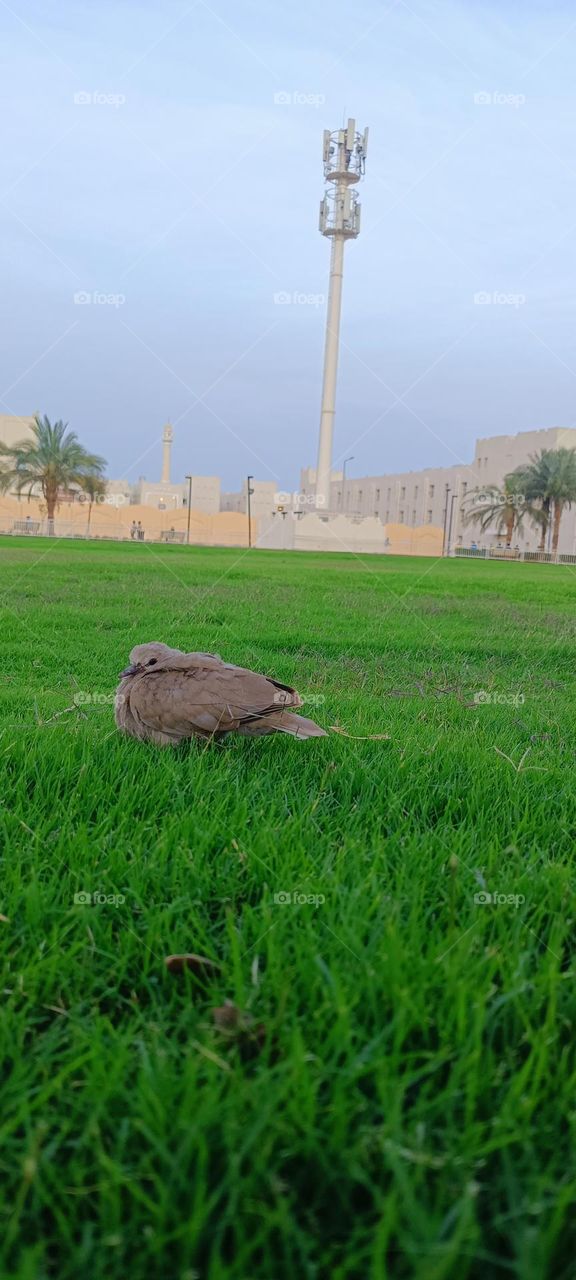 baby 🐥 bird in grass