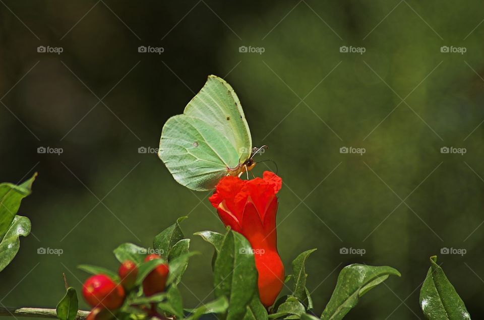 Gonepteryx rhamni