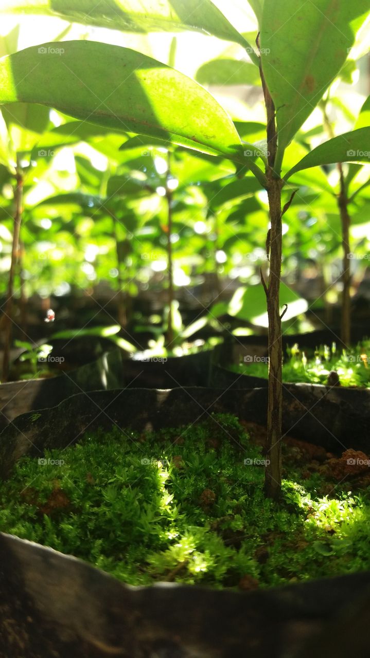 Eugenia brasiliensis