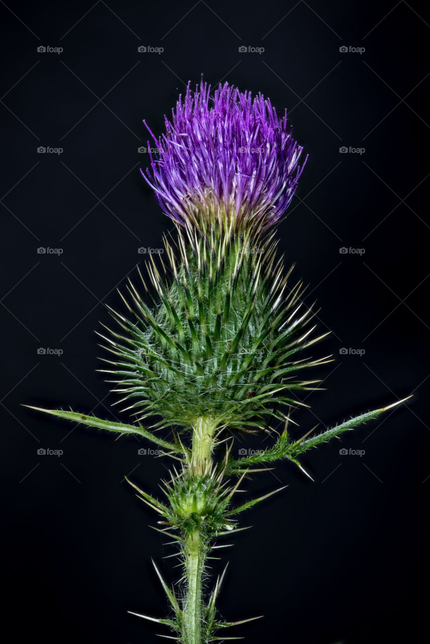 Cirsium arvense