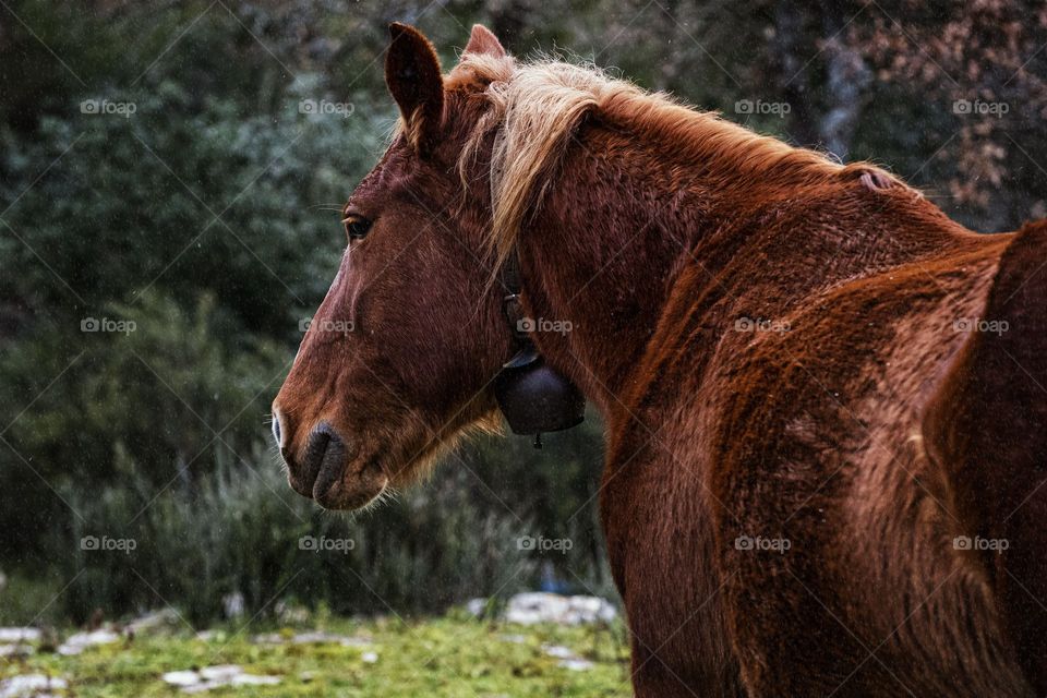 Caballo marrón se encuentra al aire libre con una campana