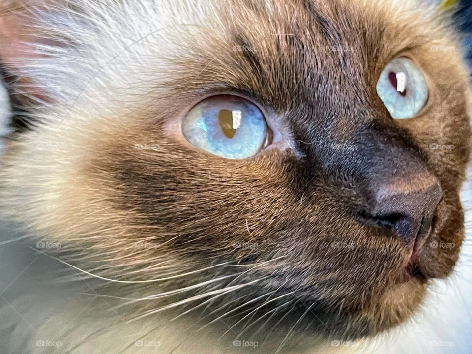 Close up portrait of the cute white with brown nose and bright blue eyes sacred birman kitten cat looking up