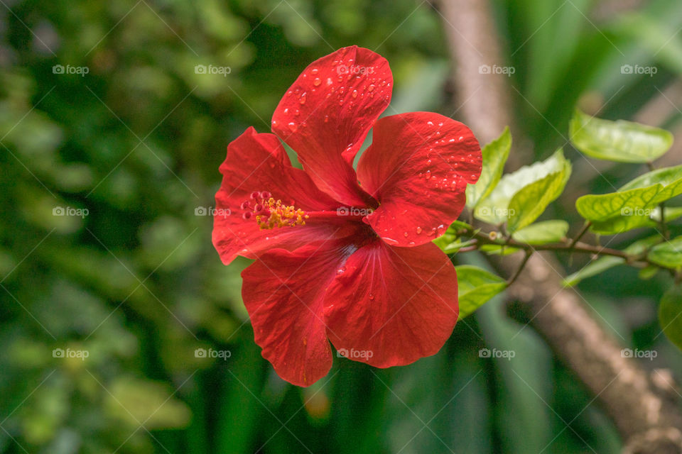 Red hibiscus