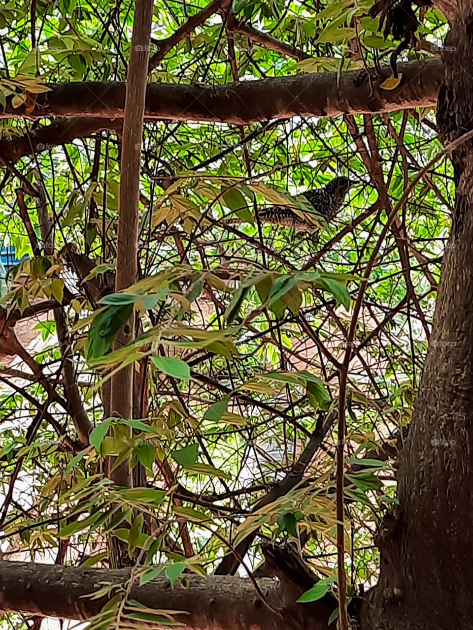 A black and white spotted bird on a tree