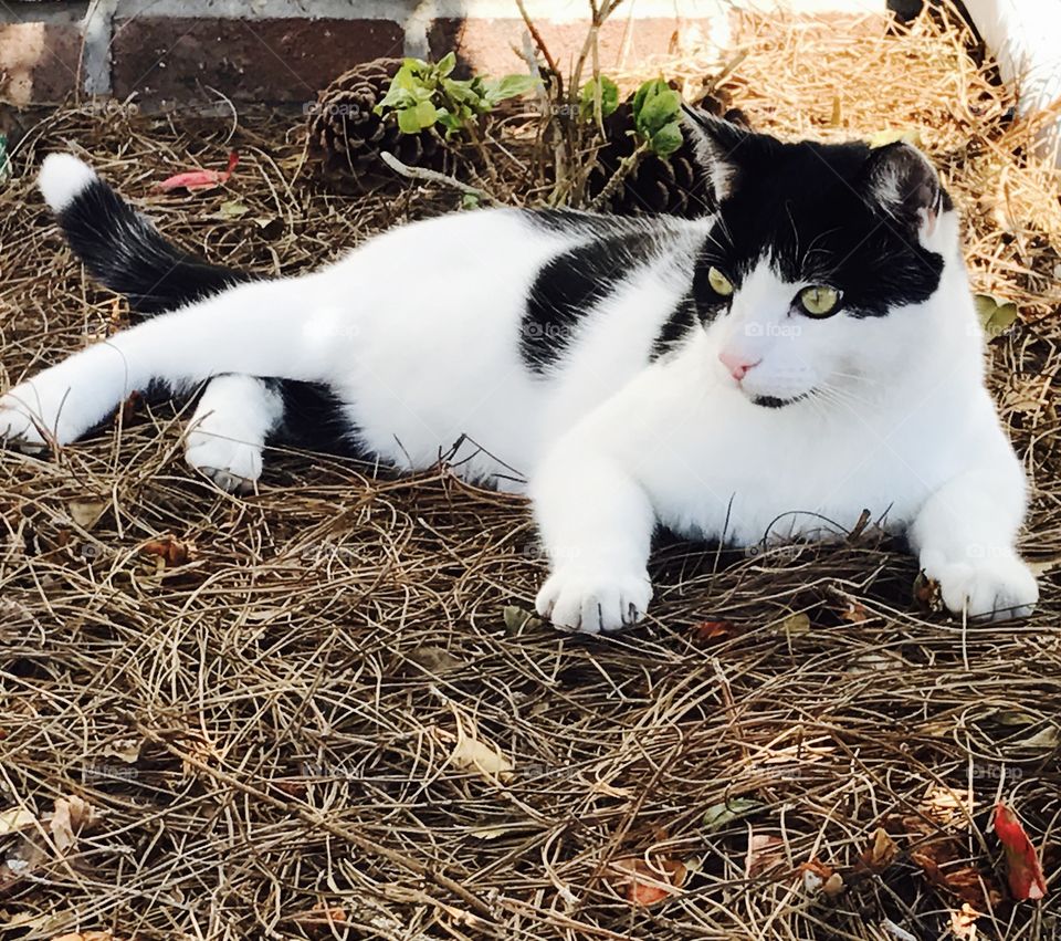 Cat resting in shade