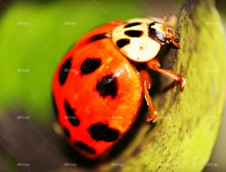Ladybug