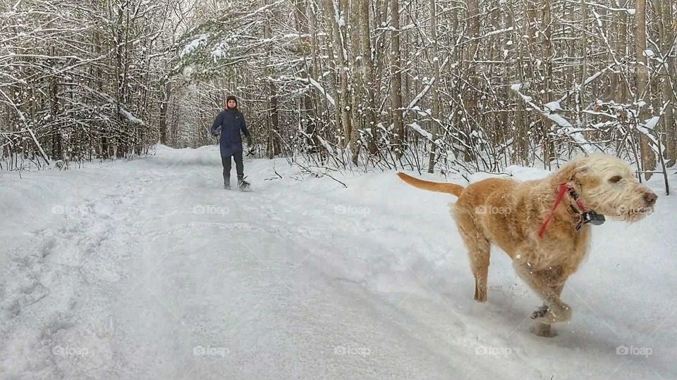 a winter hike with the dog