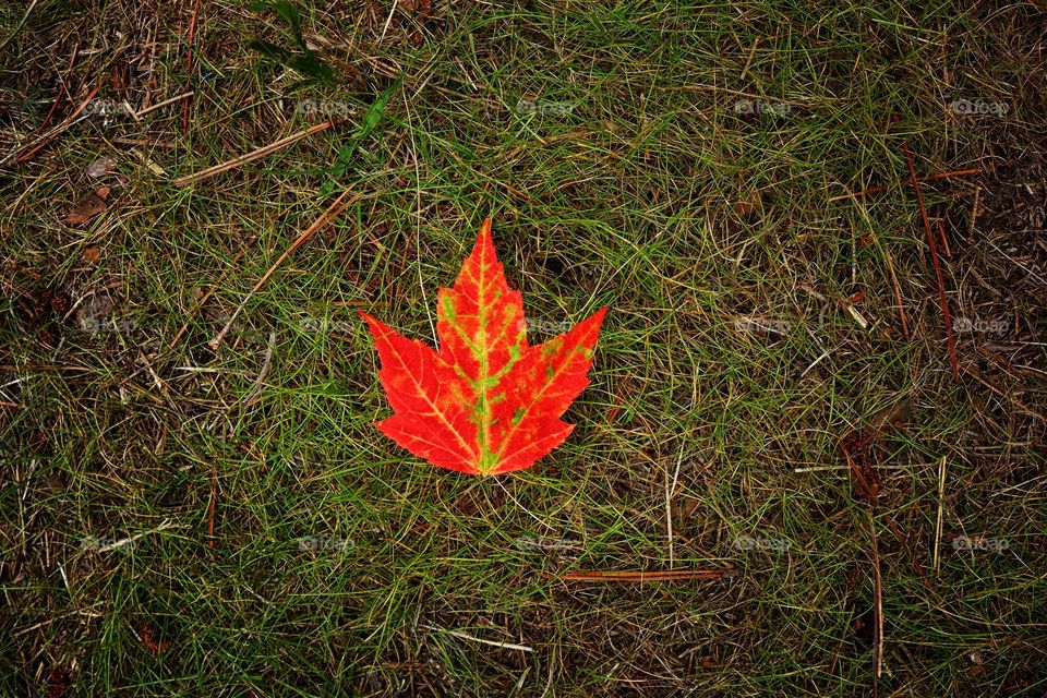 Red leaf on green lawn
