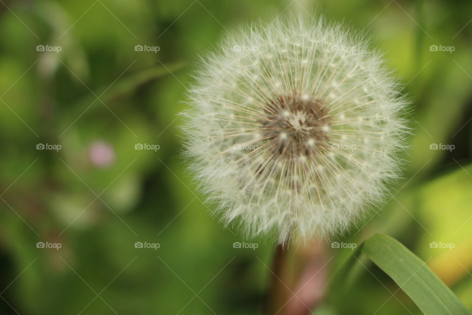 Panoramic view of dandelion flower