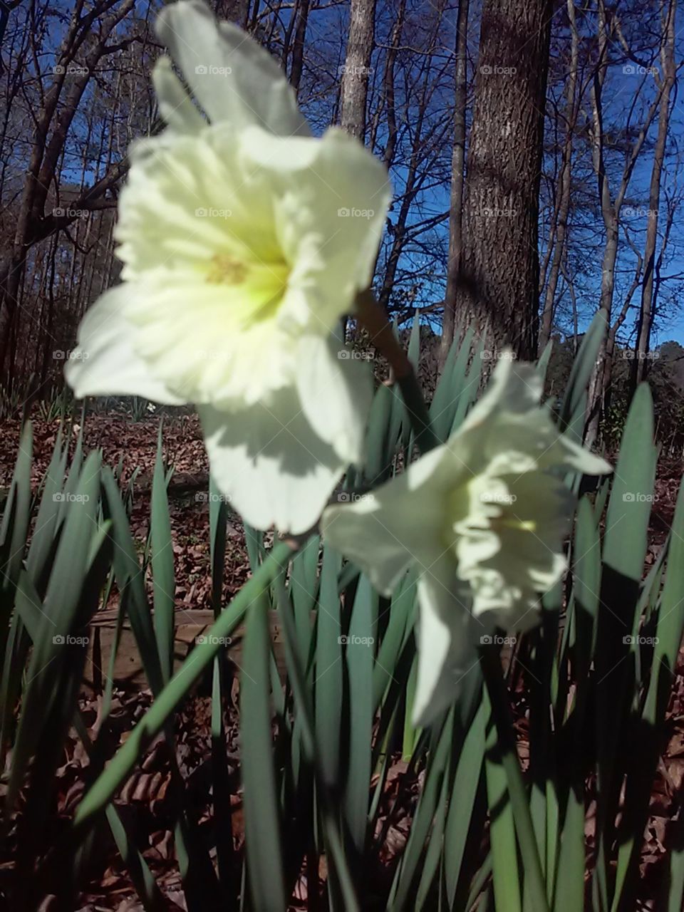 Nature, Flower, Leaf, Flora, No Person