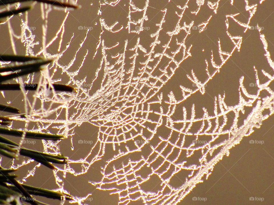 frozen cobweb