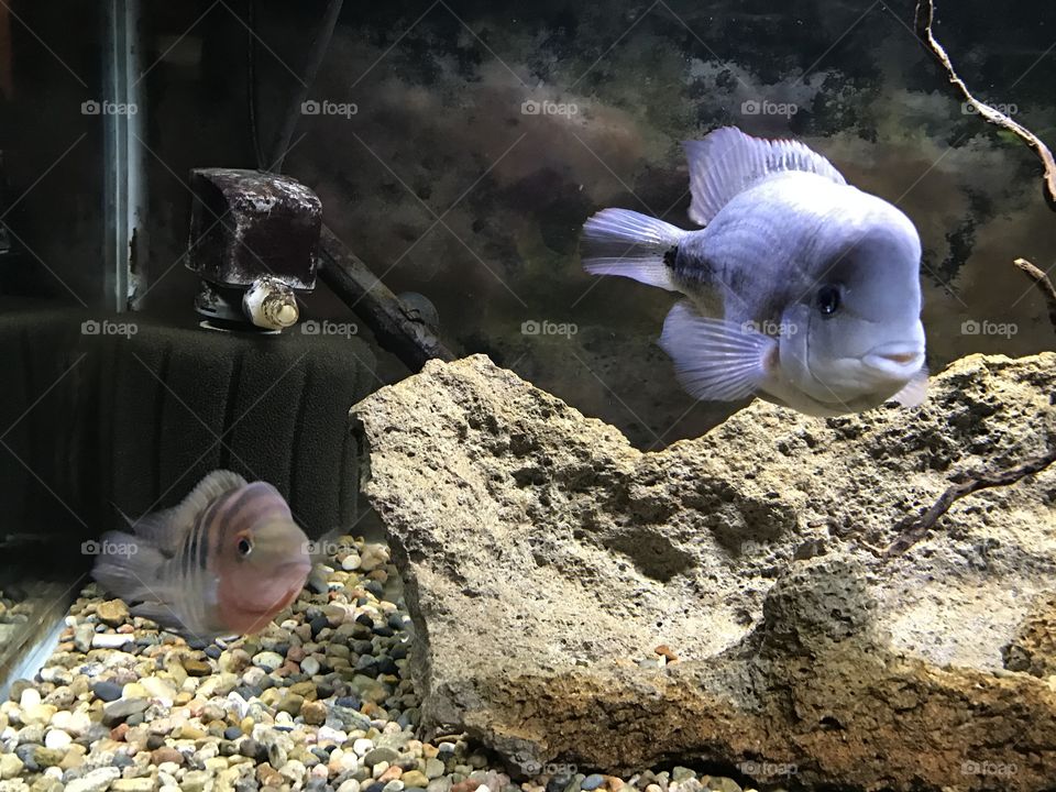 Double fish aquarium