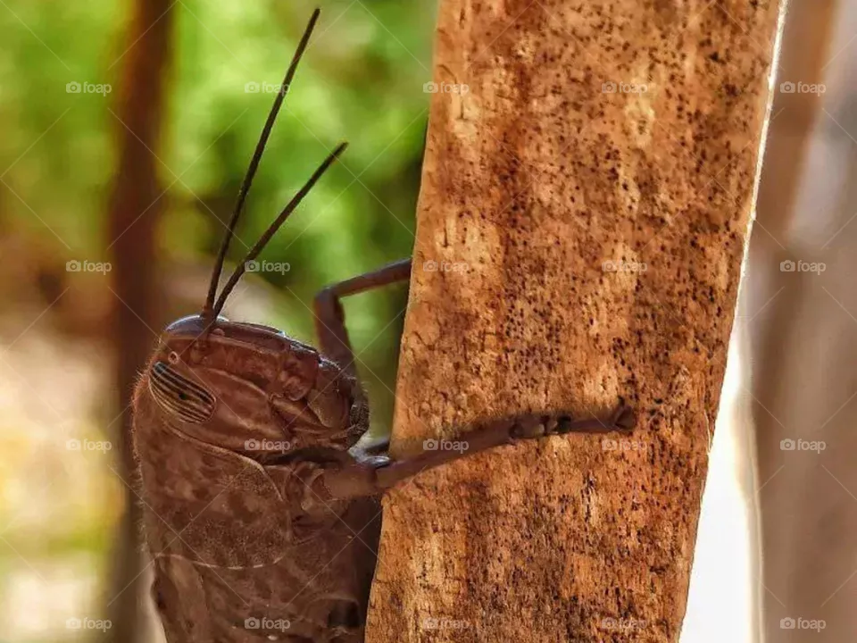 brown larva