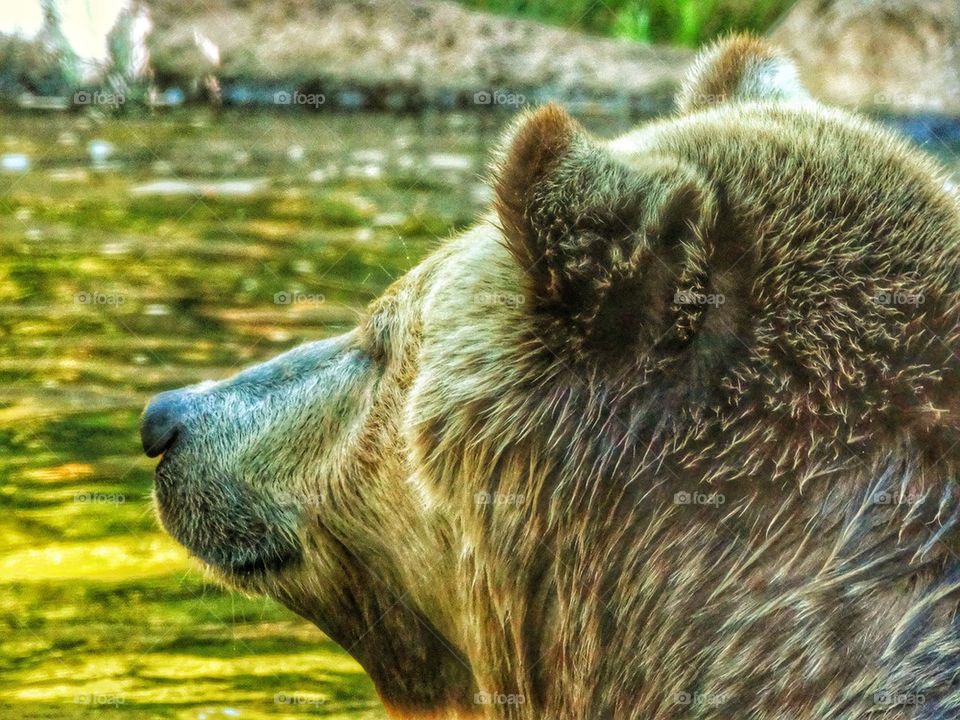 Grizzly Bear Taking A Swim