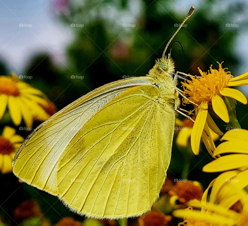 Butterfly choose the yellow flower