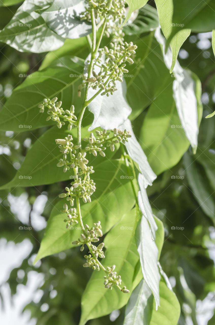 Cedar Plant Blossom