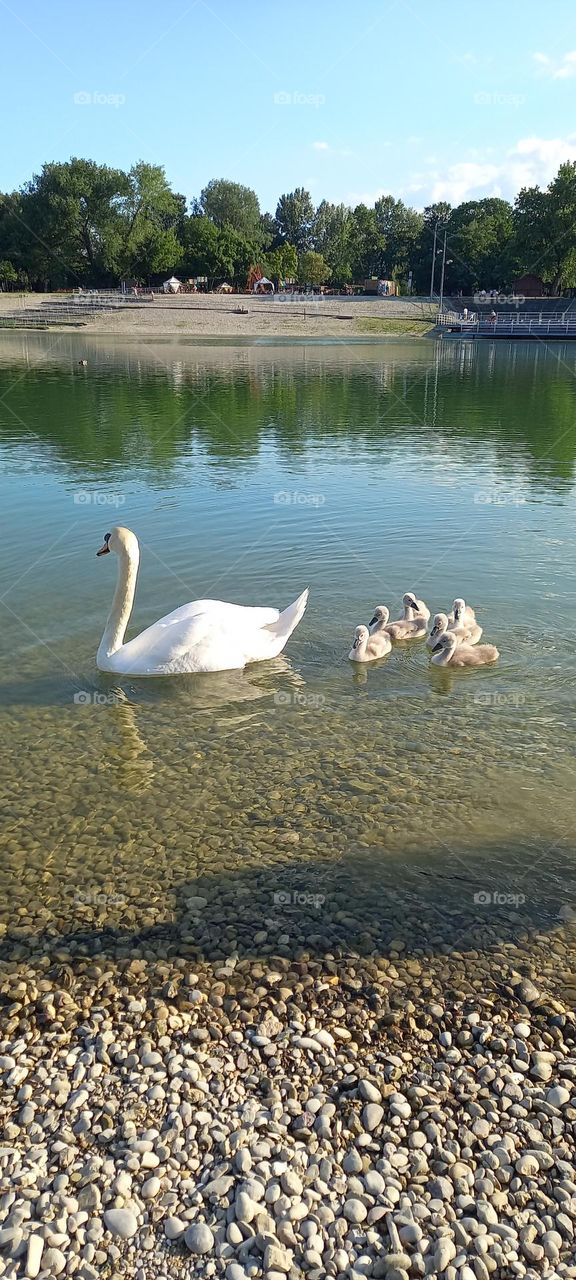 a mother swan and her babies happily swimming in the lake