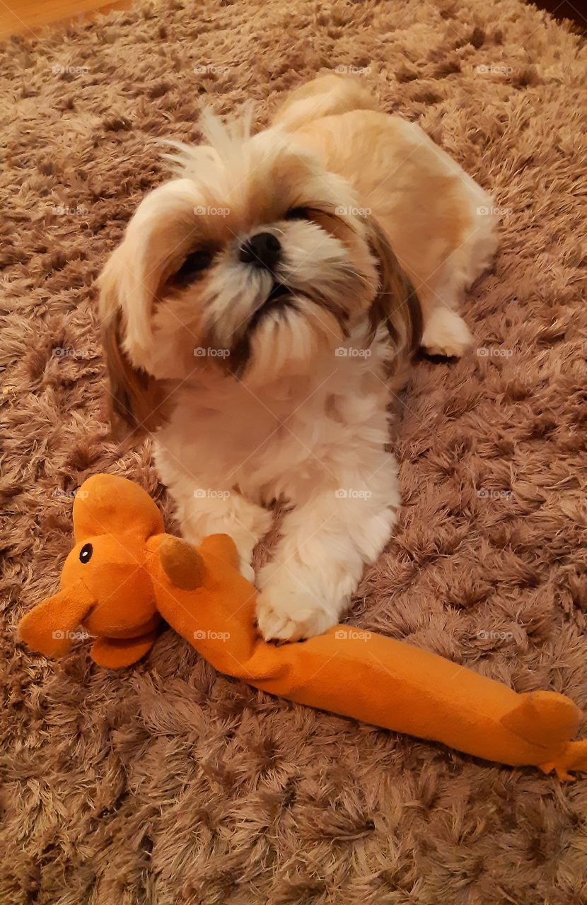 A cadelinha dengosa gosta de brincar com o bichinho de pelúcia.