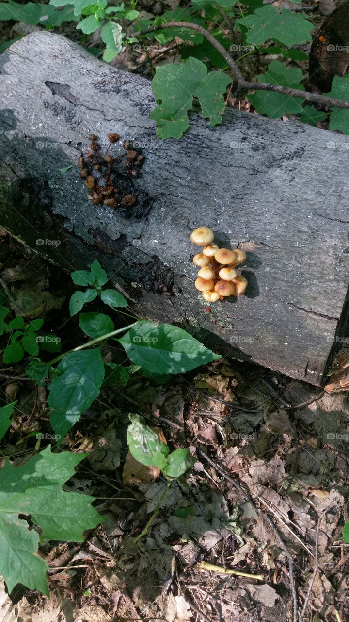 Dried Orange Fungi