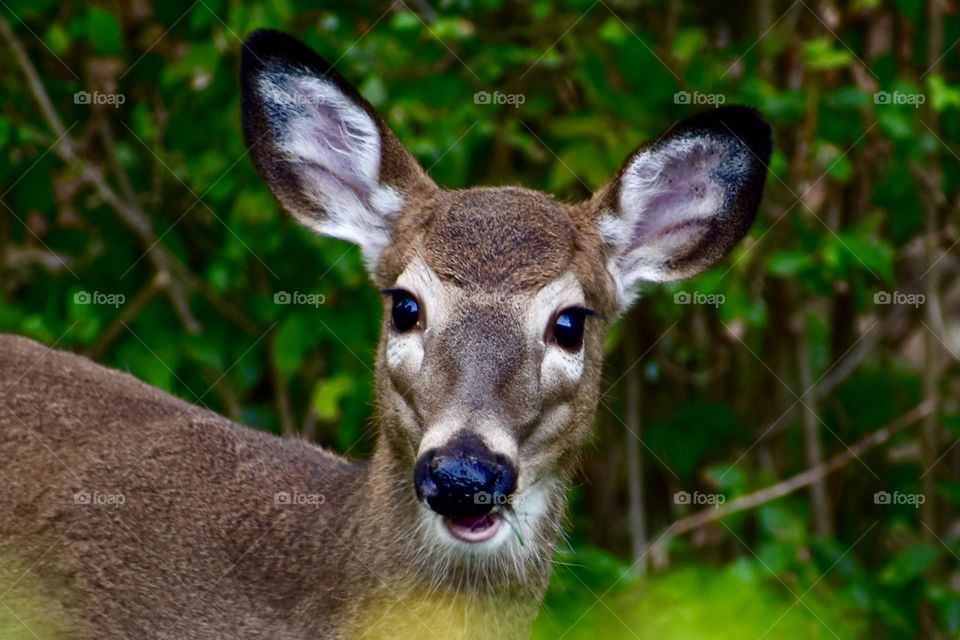 Do you like my new hairdo?