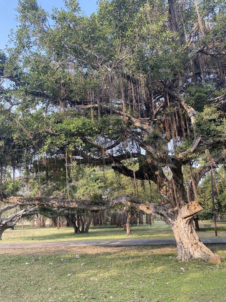 Found these beautiful banayan trees 