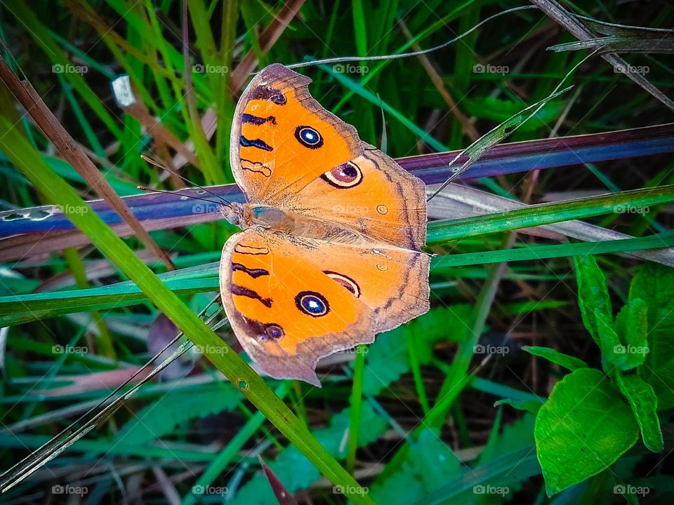 cute butterfly in the garden