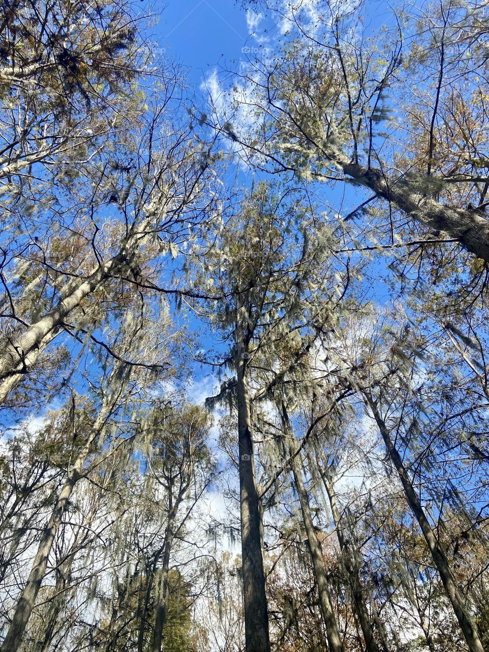 Looking up to the top of tall pine trees against a blue sky with white clouds