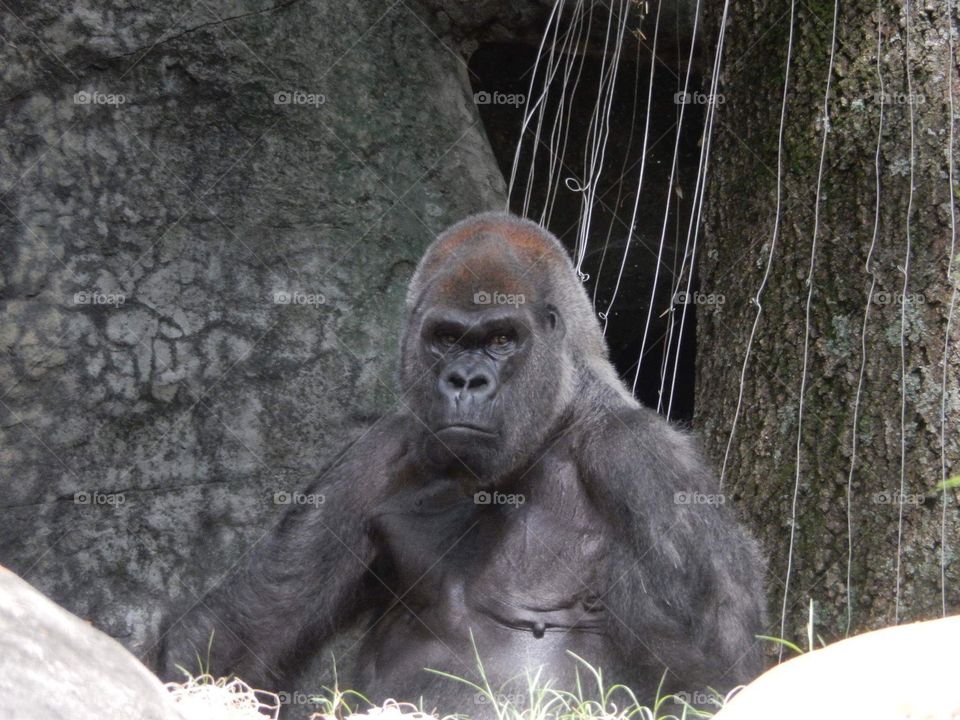 Gorilla 