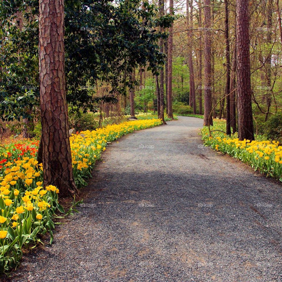 Walking the trail of tulips 😊