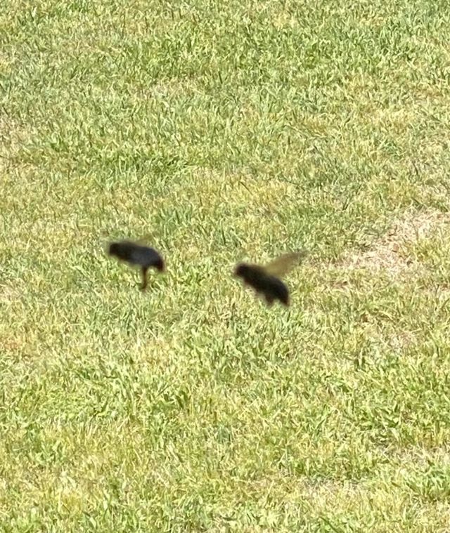 Two bee’s 