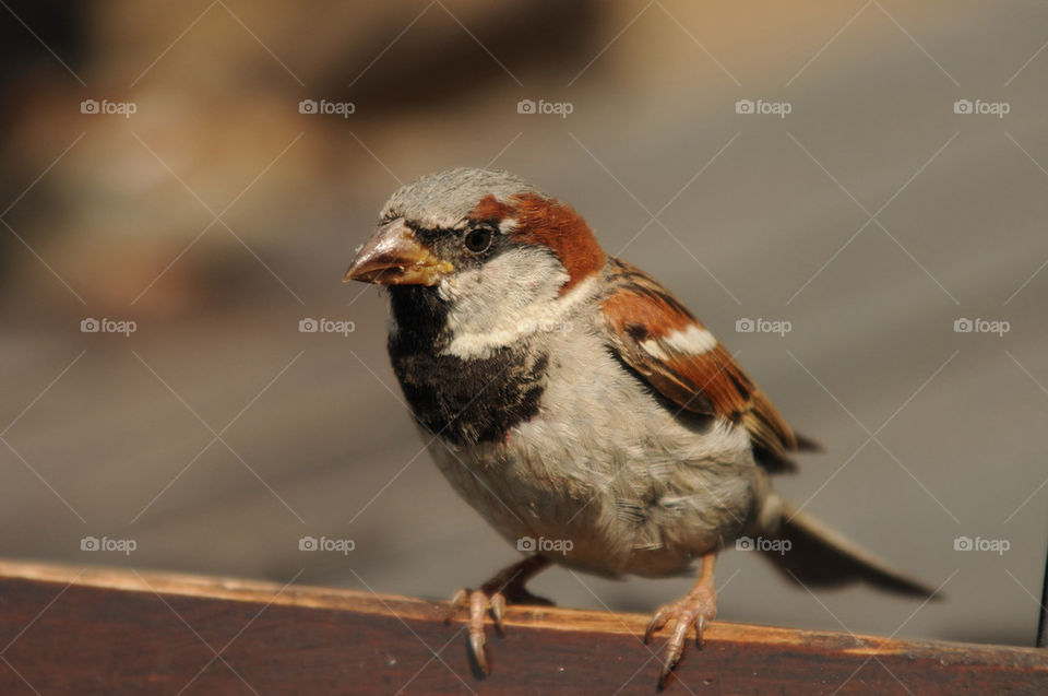 bird fågel liten wildlife by tintinsthlm