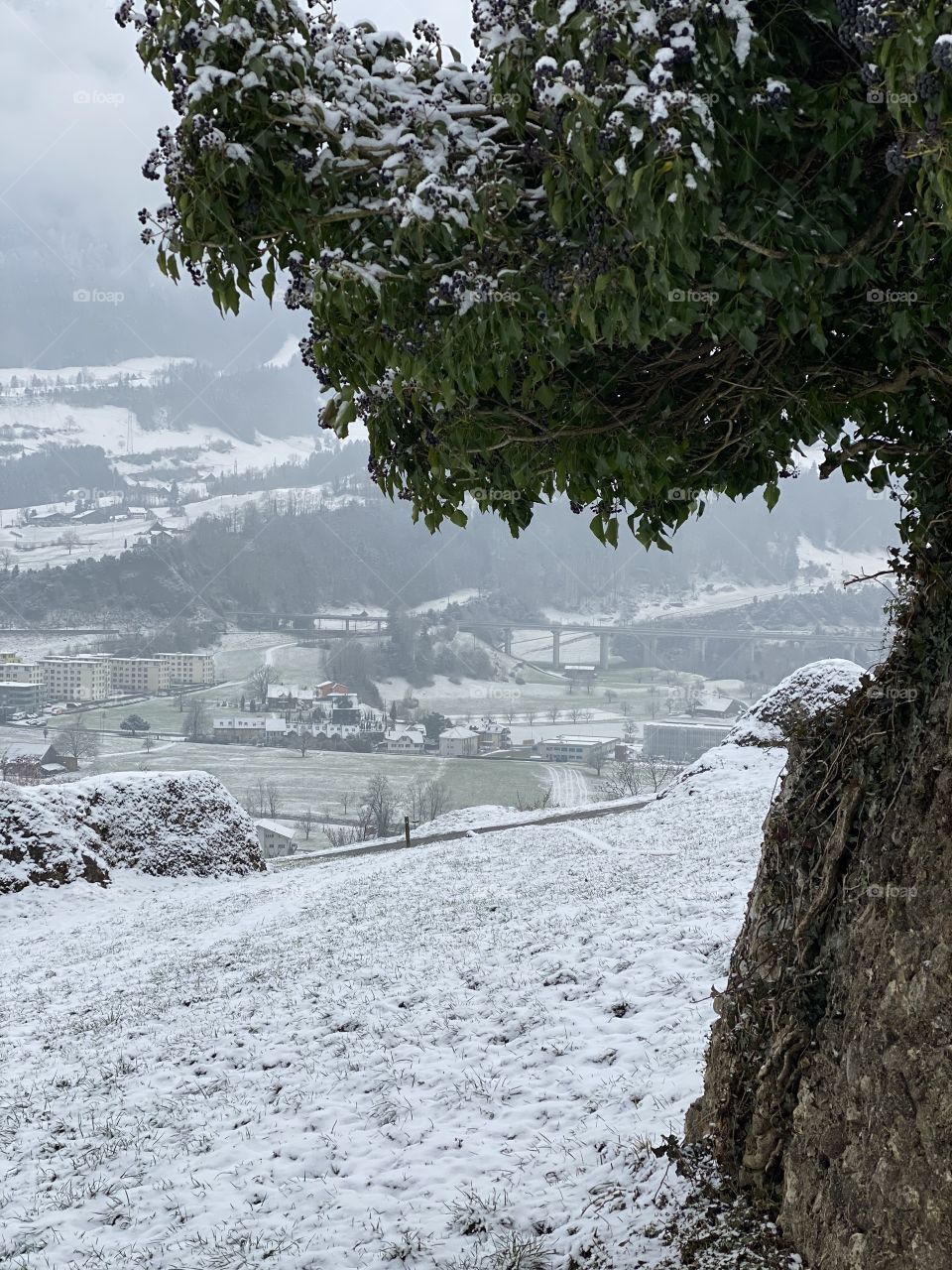 black berries in the snow