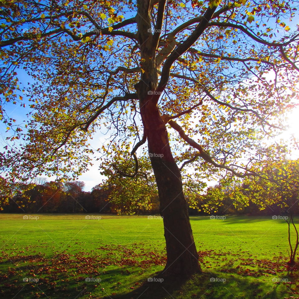 Tree, Fall, Landscape, Leaf, Park